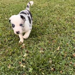 Pluto (Grey Collar) - White and blue merle male Border Collie puppy in Lula, Georgia from Silver Creek Ridge