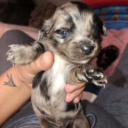 Dachshunds from Davis Dachshunds