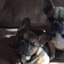 French Bulldogs from Rathe's French Bulldogs