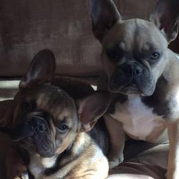 French Bulldogs from Rathe's French Bulldogs