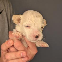 Girl 1 - female Cavapoochon puppy in Poetry, Texas from Darling Doodles of Texas