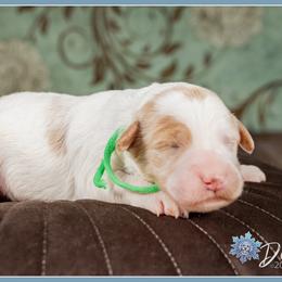 Periwinkle - Parti female Goldendoodle puppy in Connersville, Indiana from Deaz Doodle Ranch