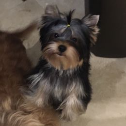 Yorkshire Terrier Puppies from Bricriu Kennels, Reg.
