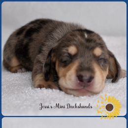 Pup 1 - Dapple male Dachshund puppy in Polk County, Florida from Jessi’s Mini Dachshunds