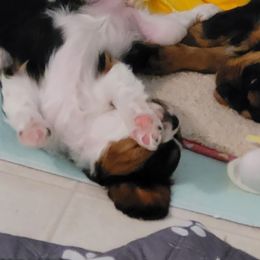 Cavalier King Charles Spaniel Puppies from Hope Cavaliers