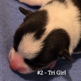 Girl 2 - Black and tan female Pembroke Welsh Corgi puppy in Buffalo, Wyoming from Diamond K Corgis