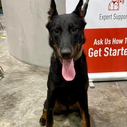 DRAKE - Golden male Golden Retriever puppy in Mims, Florida from Goldens