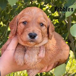 Pebbles - Apricot female Goldendoodle puppy in Lancaster, Minnesota from North Star Dog Training