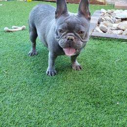 Icey - French Bulldog