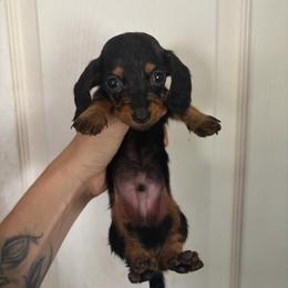 Maxwell - Black and tan male Dachshund puppy in Conroe, Texas from Dots Dachshunds