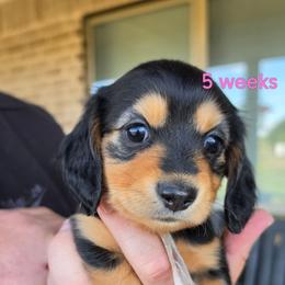 Dolly - Black and cream female Dachshund puppy in Kempner, Texas from Russell Farms Dachshund
