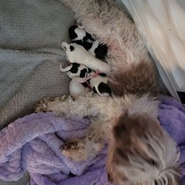 "Born July 15,2022 " Havanese Puppies from Jay's Havi-nese