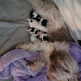 "Born July 15,2022 " Havanese Puppies from Jay's Havi-nese