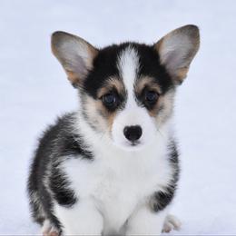 Frost - Black and tan male Pembroke Welsh Corgi puppy in Gober, Texas from Trigger Time Kennels