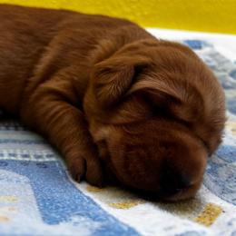 Spade - Yellow male Labrador Retriever puppy in Melrose, New Mexico from ECMO Farm Dalmatians & Labrador Retrievers