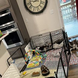 Border Collie Puppies from Apex Border Collies