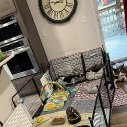 Border Collie Puppies from Apex Border Collies