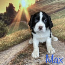 Max - English Springer Spaniel puppy in Pine Island, Minnesota from Country Breeze Springer Spaniels