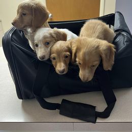 Dachshund Puppies from Ranchin Doxies