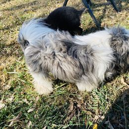 Bandit - Shih Tzu