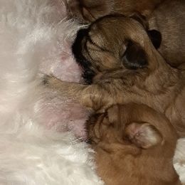 Shih Tzu Puppies from N.F.S.T Imperial ShihTzu Puppies.