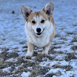 Pembroke Welsh Corgi All Grown Up from BellamyHills Corgis
