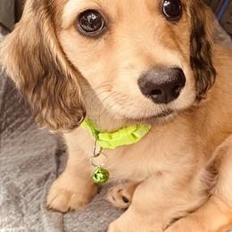 Dachshund Puppies from Northwest Dachshunds