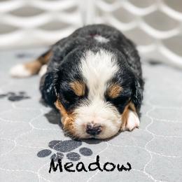 Meadow - Black rust and white female Bernese Mountain Dog puppy in Hudson, Indiana from TurkeyCreek-K9
