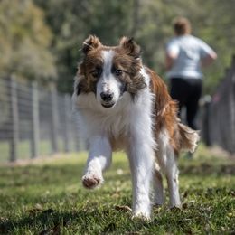 Crayon - Sable male Border Collie puppy in Ocala, Florida from Oddity Kennels