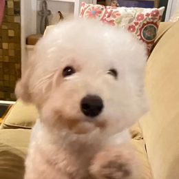 Betty - Bichon Frise