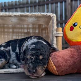 Yosemite - Merle male Bernedoodle puppy in Lake Charles, Louisiana from Journey Doodles