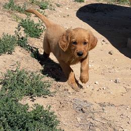 Jack - Golden male Golden Retriever puppy in Wellington, Colorado from High Country Golden Retrievers