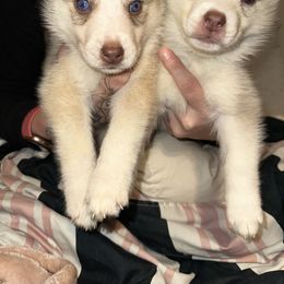 Siberian Husky Puppies from Feazell’s Siberian Huskies