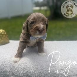 Pongo - Chocolate merle male Bernedoodle puppy in Fort Pierce, Florida from Gentle Giants Doodle Co.