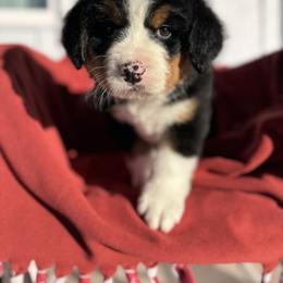 Flo - Black rust and white female Bernese Mountain Dog puppy in Enterprise, Utah from High Desert Bernese