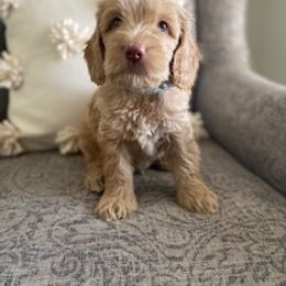 Australian Labradoodle Puppies from Daff-O-Doodles