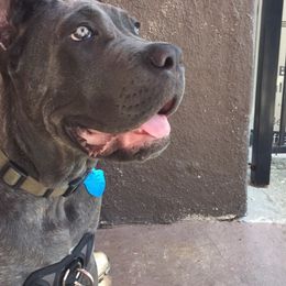Cane Corso Puppies from RiverStone Gardens
