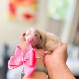 Bonnie-Pokémon Character - Brown and white female Bernedoodle puppy in Ontario, California from Teddy Doodles & Standard Poodles