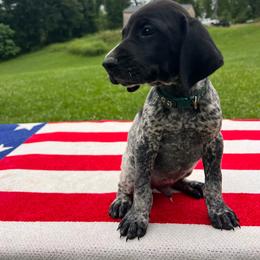Pledge - Black roan male German Shorthaired Pointer puppy in Dugspur, Virginia from Pilgrims Trails Shorthairs
