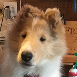Collie Puppies from Whitehall Collies