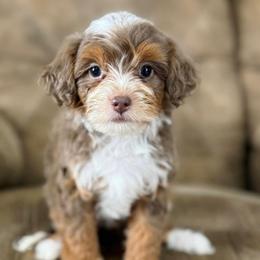 Cherry - Chocolate merle female Bernedoodle puppy in Dundee, Ohio from Down Home Doodle