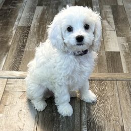 Cockapoo, Goldendoodle, and Maltipoo Puppies from Loris Pampered Pooches💕