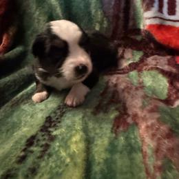 Daisy - Black tri female Miniature Australian Shepherd puppy in Rensselaer, Indiana from Geri's Dogs