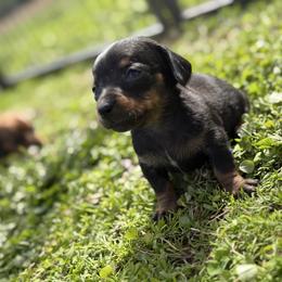 Rebecca - Black and tan female Dachshund puppy in Greenup, Kentucky from Tygart Creek Dachshunds