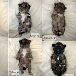 Cockapoo puppies from Rpuppies
