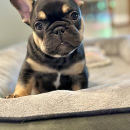 French Bulldog Puppies from All About The French