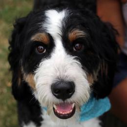 Atlas - Bernedoodle