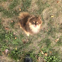 Mizu - Chocolate and tan male Pomeranian puppy in Maplefalls, Washington from Snow peak poms