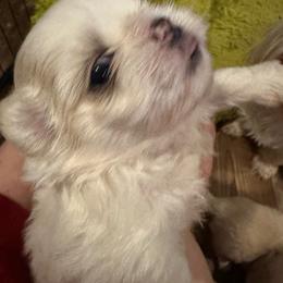 Flash - Gold and white male Shih Tzu puppy in Austin, Arkansas from Starfire Shih Tzu