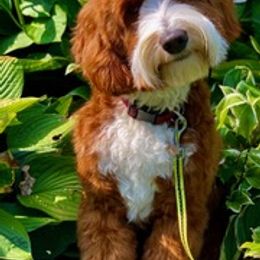 Australian Labradoodles from All Star Breeders of Labradoodles